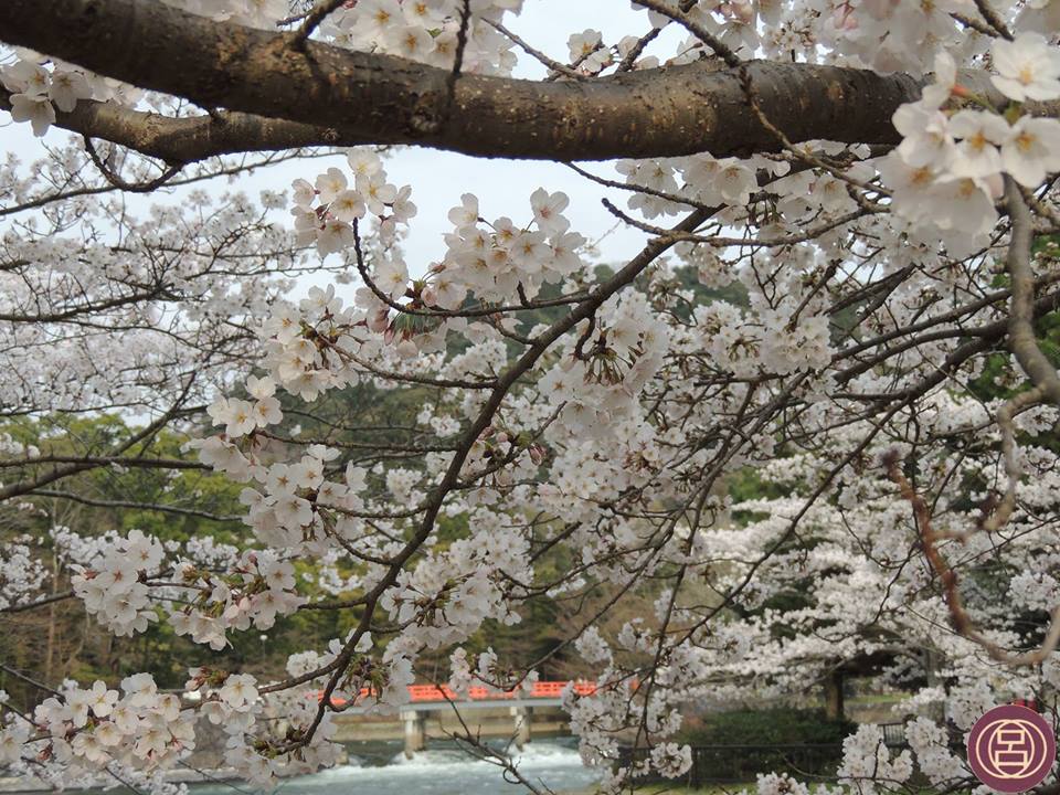 Sakura. Il fiore di ciliegio nella cultura giapponese