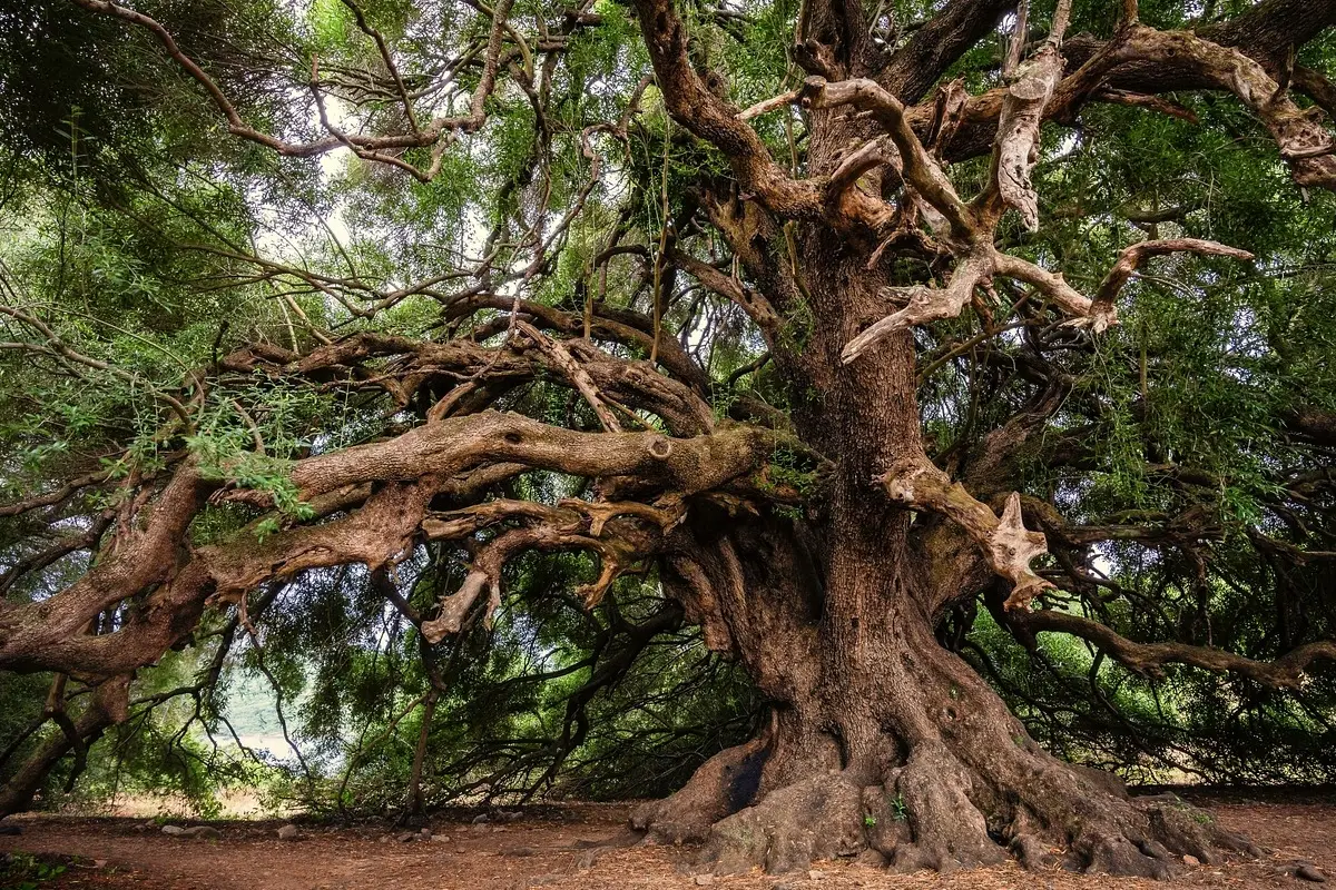 Immagine selezionata