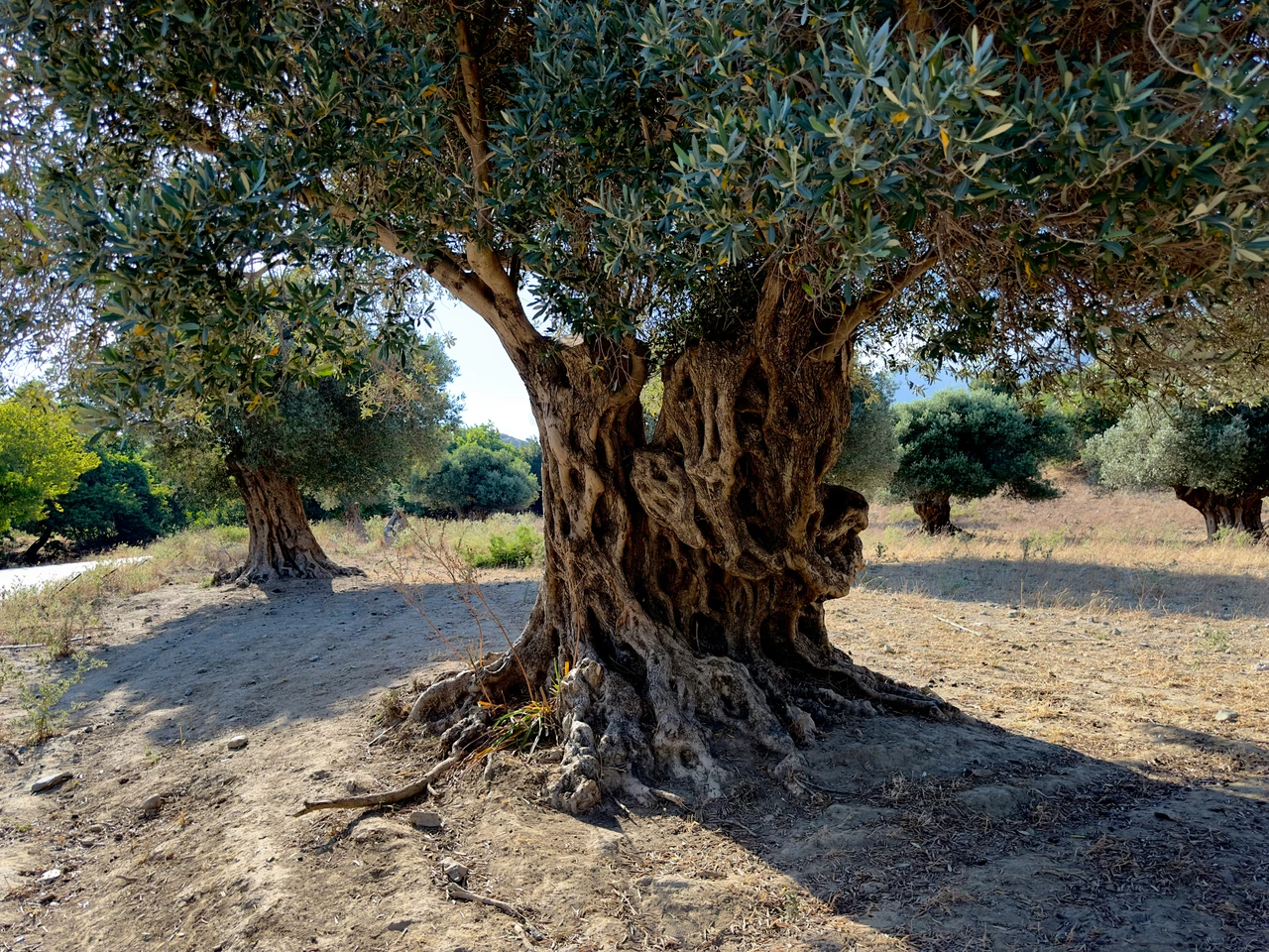 Immagine selezionata