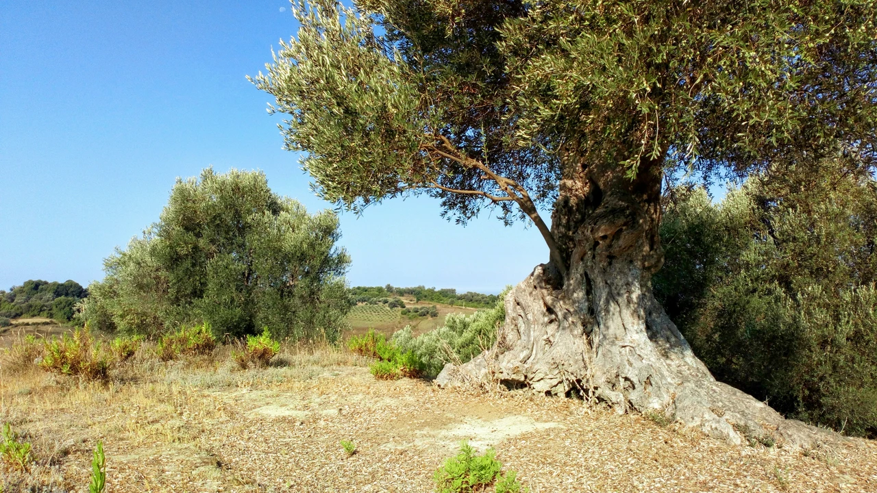 Immagine selezionata
